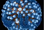 Flu vaccination flat, pneumococcal vaccination increasing Flu vaccination flat, pneumococcal vaccination increasing