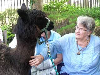 Shirley Neighoff pets Sammy the llama. Shirley Neighoff pets Sammy the llama.