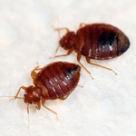 Bed bugs (Photo courtesy of Terminix) Bed bugs (Photo courtesy of Terminix)