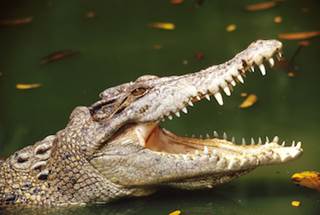 (Ingram Publishing/Thinkstock) (Ingram Publishing/Thinkstock)
