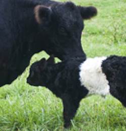 A farm at Fearrington features “Beltie” cows. A farm at Fearrington features “Beltie” cows.