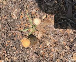 What's left of the trees that vandals cut down at Mirabella Florida. What's left of the trees that vandals cut down at Mirabella Florida.