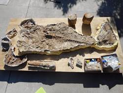 Bones found on the Crestavilla senior living community site are thought to be millions of years old. Bones found on the Crestavilla senior living community site are thought to be millions of years old.