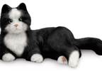 Ageless Innovation introduces Tuxedo Cat Ageless Innovation introduces Tuxedo Cat